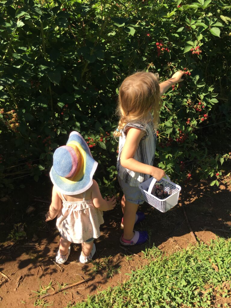 Picking berries in the summer with the kids is a favorite 